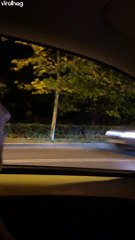 Boar Wanders Streets Of Bucharest