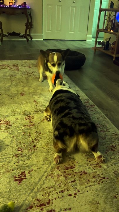 Corgi Drags Sister During Game Of Tug