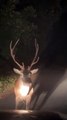 Deer Suddenly Turns And Charges Car