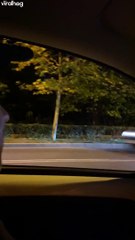 Boar Wanders Streets Of Bucharest