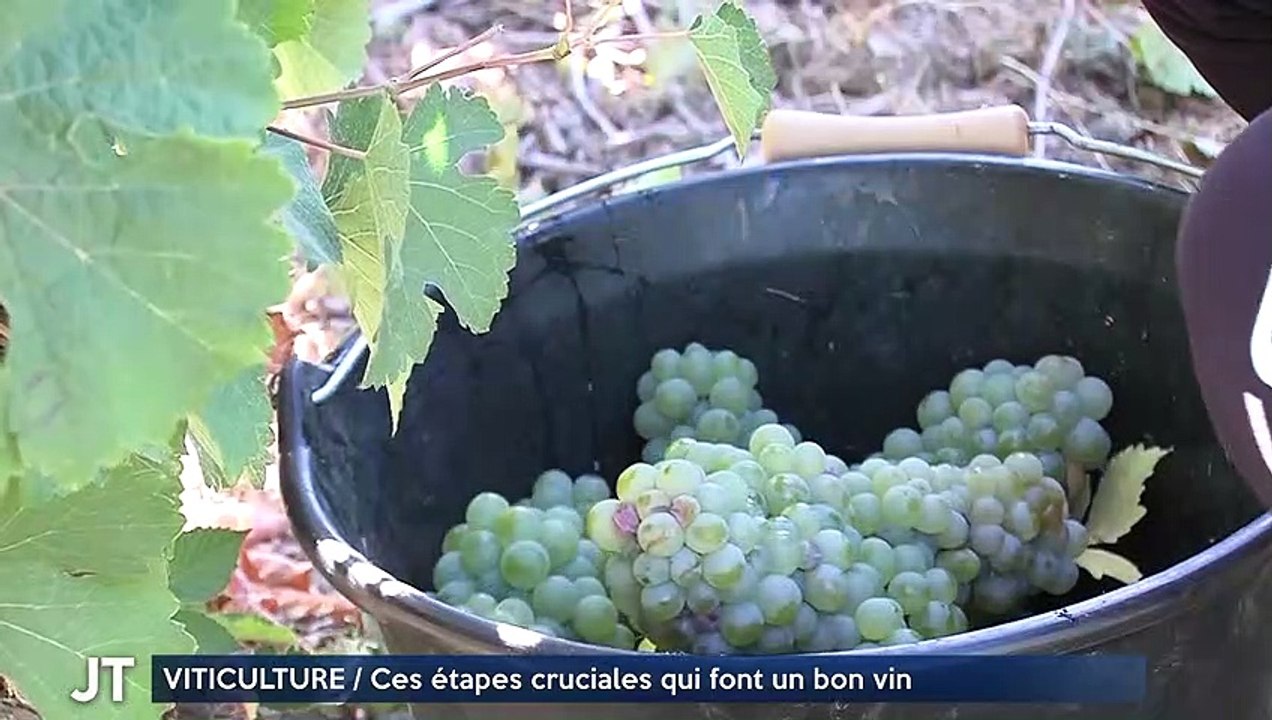 VITICULTURE / Ces étapes cruciales qui font un bon vin