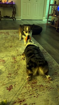 Corgi Drags Sister During Game Of Tug