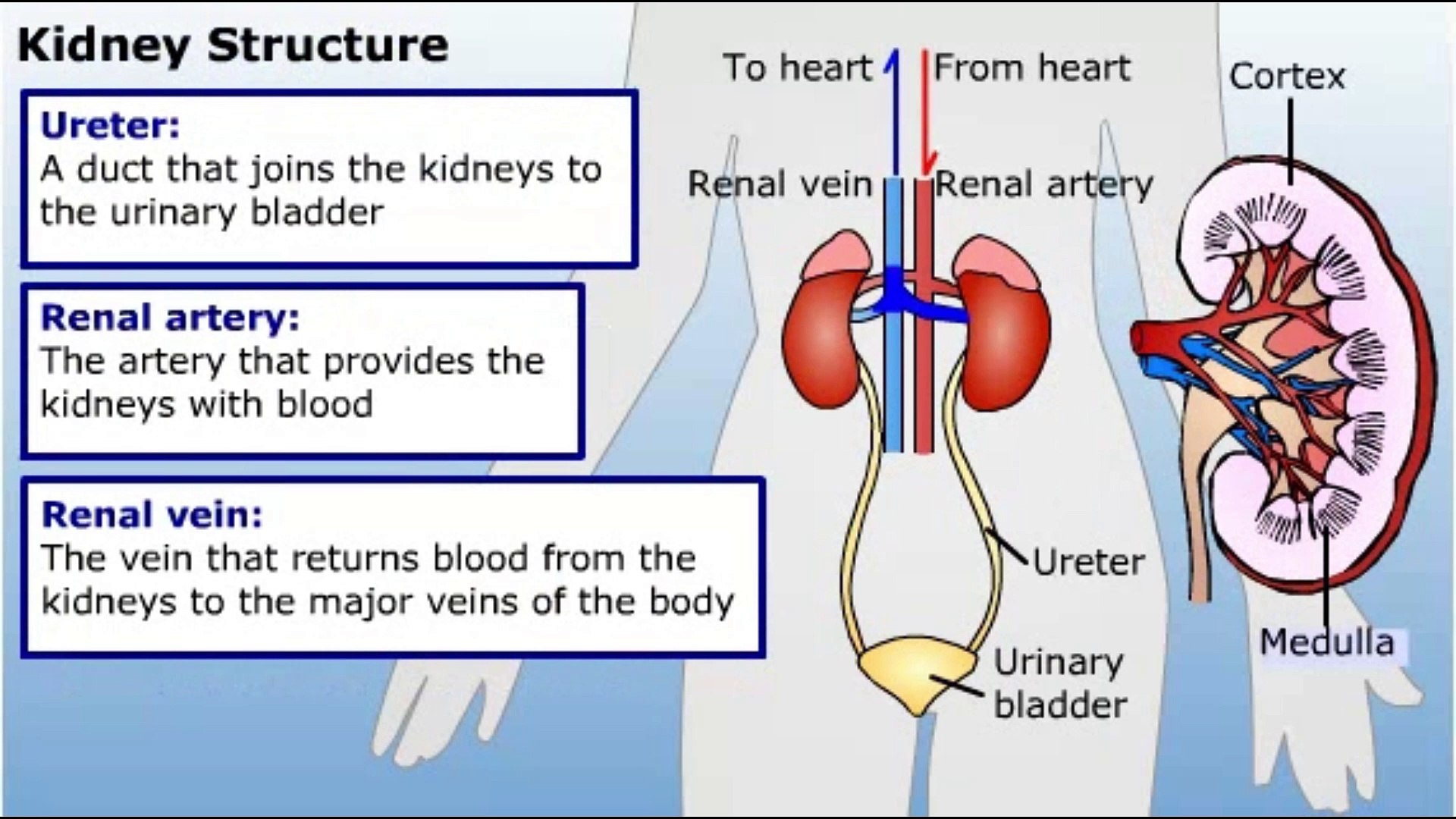 ⁣structure of kidney and nephron