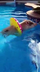 Petit cochon va nager