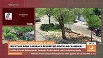 Em meio à onda insuportável de calor, prefeitura poda e arranca árvores no centro de Cajazeiras