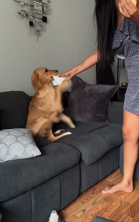 Puppy Makes Excellent Sparring Partner