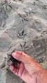 Si schiudono le uova di tartarughe marine a Isola delle Femmine - IL VIDEO