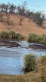 Théâtres aquatiques d'hippopotames