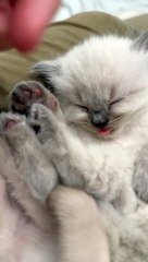 Sleeping Kitten's Tiny Tongue Blep