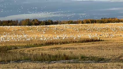 Large Swirling Gaggle Of Geese