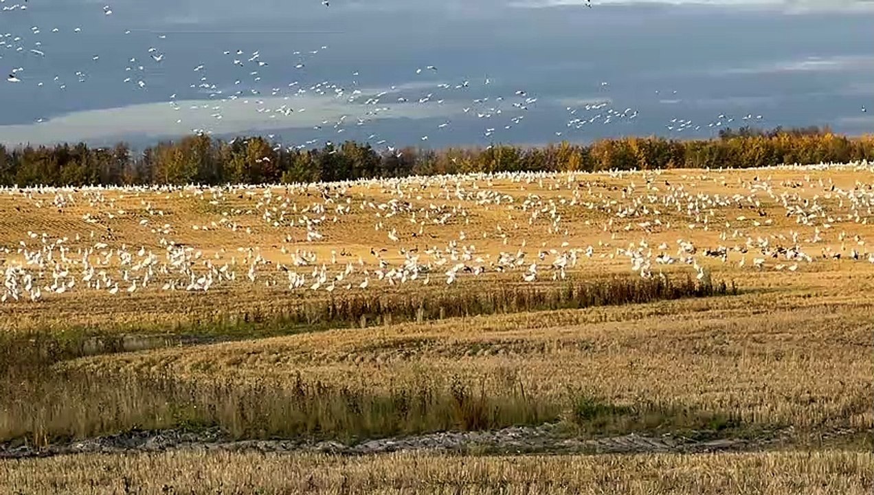 Large Swirling Gaggle Of Geese