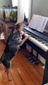 Pup Is A Piano Prodigy