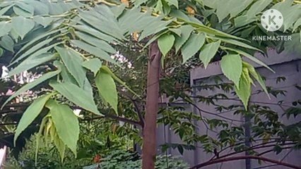 Kersen Sembuhkan asam urat