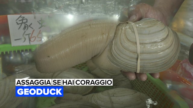 Assaggia se hai coraggio: La vongola più grande del mondo