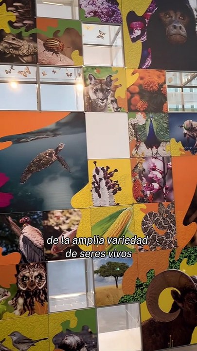 ¿Ya visitaste el Pabellón Nacional de la Biodiversidad? ¡Hay ajolotitos!