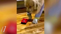 Oyuncak araba ayağına çarpınca yaralanmış numarası yapan köpek