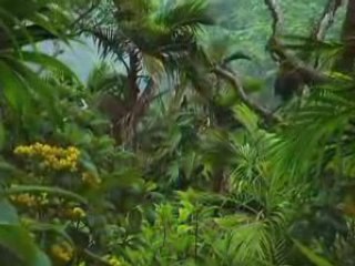 TF1 - Jingle reprise Je suis une célébrité - 2006