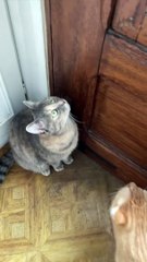 Sounds that attract cats - Meow to make cats come to you