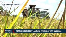 Panen Raya, Produksi Padi Lampung Peringkat ke-5 Nasional