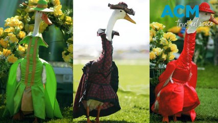 Australia's most fashionable fowls at the annual duck fashion show