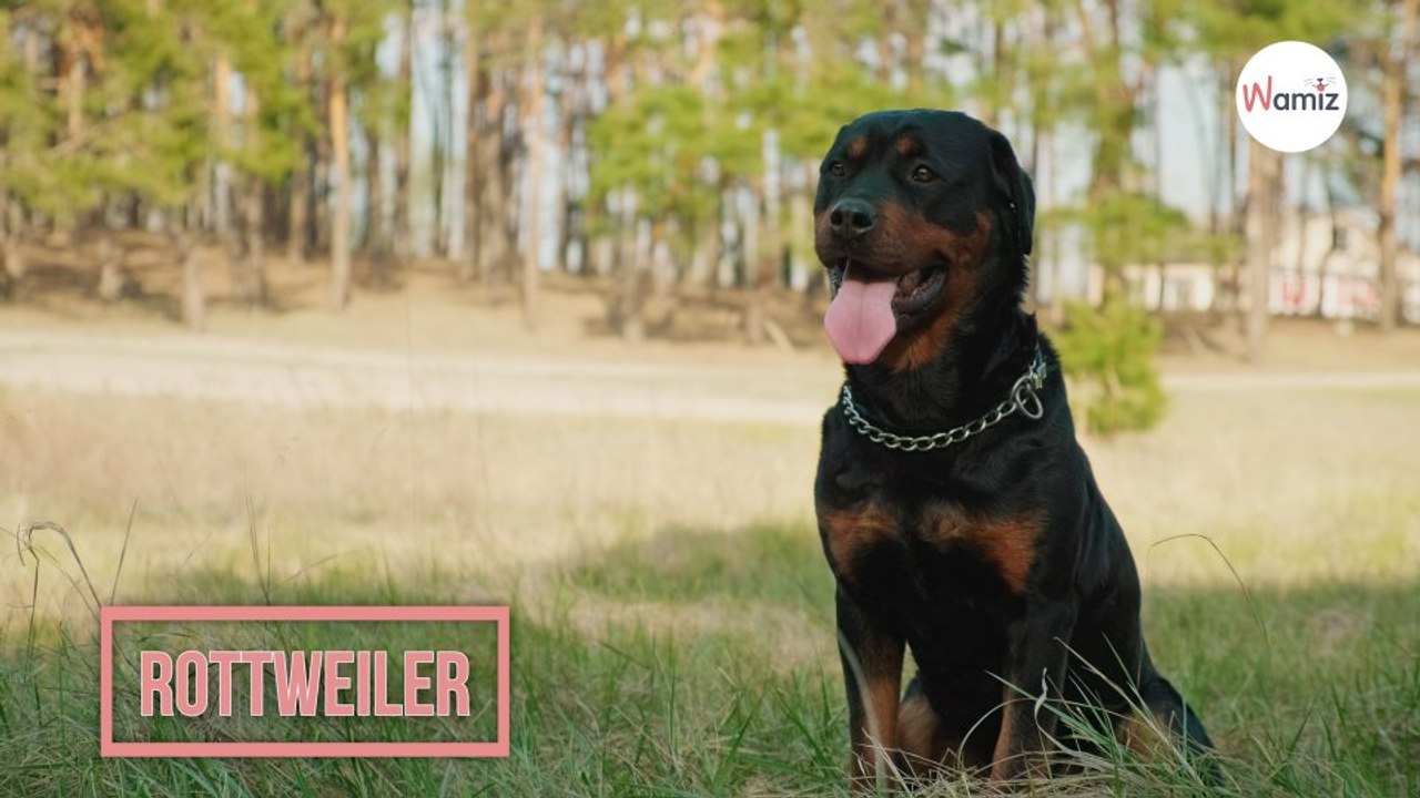 Rottweiler