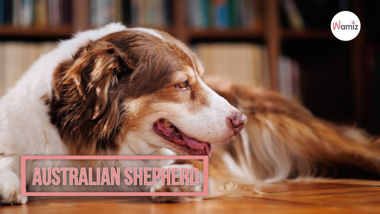 Australian Shepherd