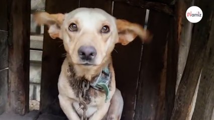 Verängstigter Mischling mit schwerer Kette: Als die Retter das Halsband losmachen, fließen Tränen