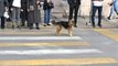 Emniyet müdürü her geçtiğinde aracın yanında koşarak eskortluk yapan Badem isimli köpek viral oldu