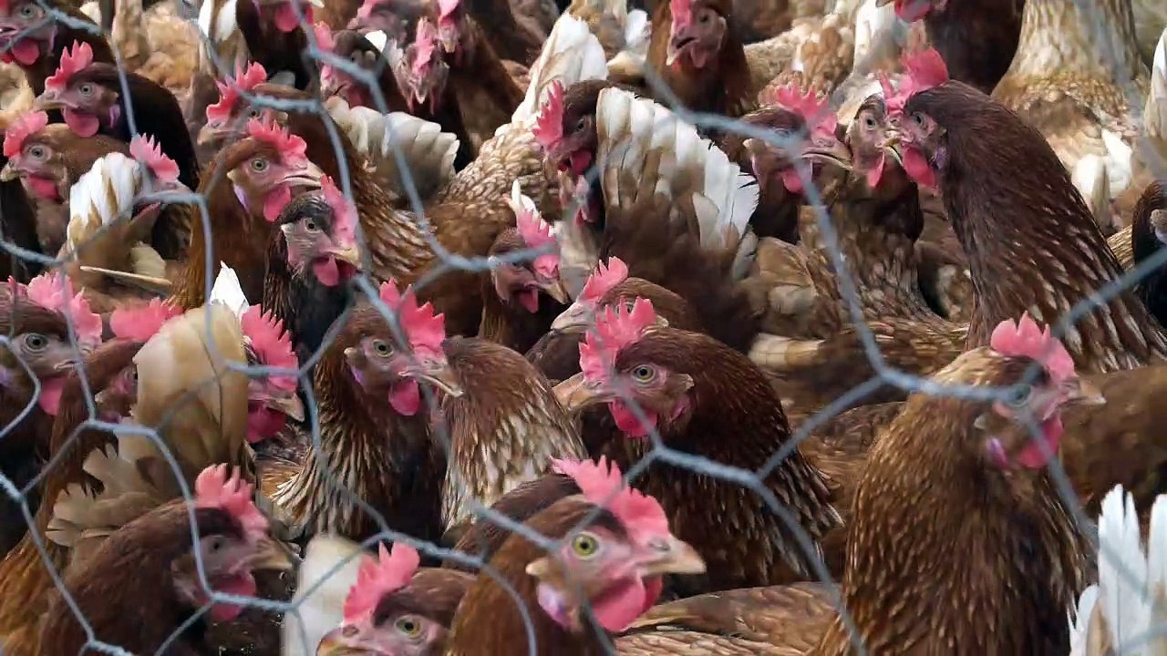 milk poultry in pakistan