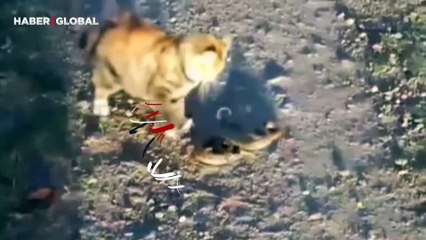 Kedi ile yılanın kavgasında şaşırtıcı galibiyet