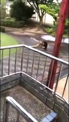 Voici le toboggan le plus dangereux du monde