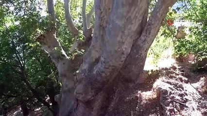 500 yıllık anıt ağacın levhasına sehven 100 yaşında olduğu yazıldı