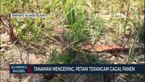 Tanaman Mengering, Petani Terancam Gagal Panen