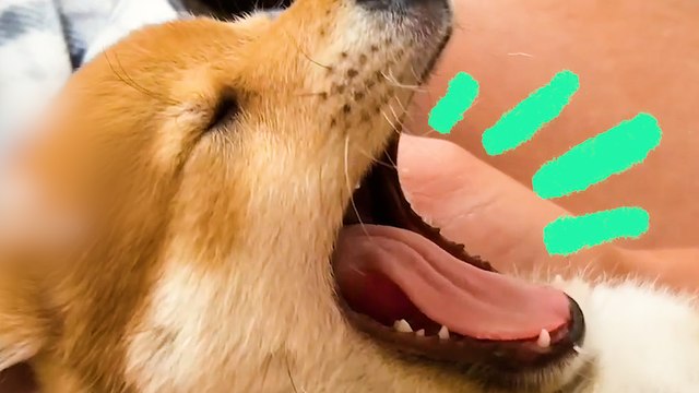 Watch These Adorable Clips of This Puppy Yawning!