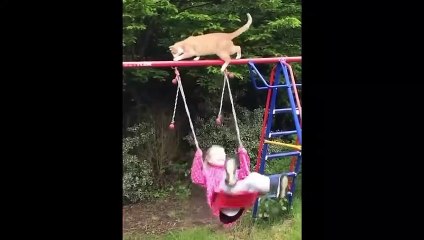 New Funny Animals -- Funniest Cats and Dogs Videos ----(720P_HD)