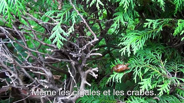 Moribito : Un docteur de la Terre Bande-annonce VO