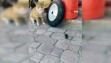 Sosyal medya bu videoyu konuşuyor: Ölü taklidi yapıp, ölmekten kurtuldu