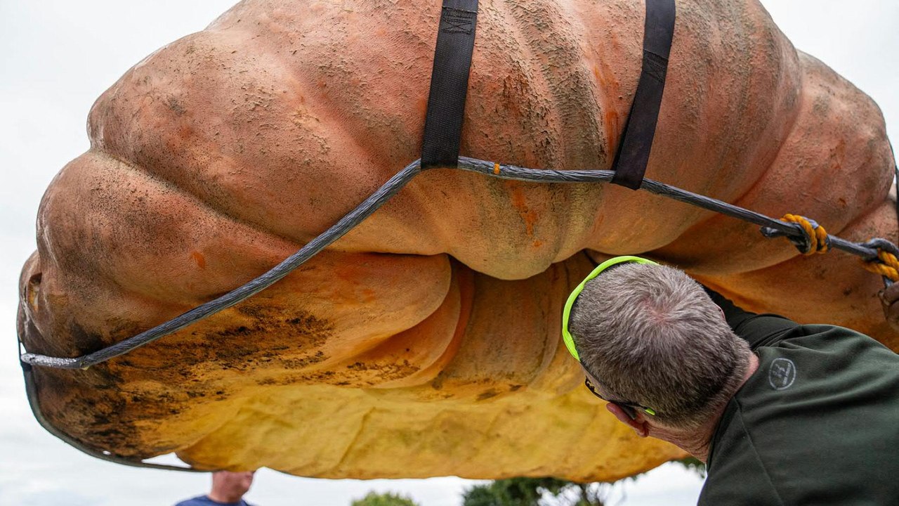 Größter Kürbis der Welt wiegt so viel wie ein Auto