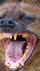 CAM - Que se disent les animaux quand ils parlent ?