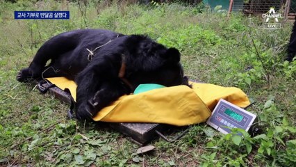 도축 위기에서 살아난 반달가슴곰…교사의 기부로 새 삶