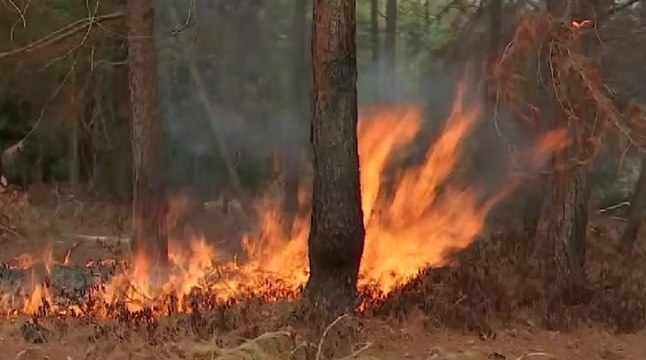 Invasores de tierras quemaron bosque tropical en Cauca al ser desalojados