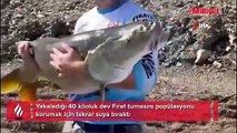 Yakaladığı 40 kiloluk balığı tekrar suya bıraktı