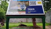 ग्वालियर: गांधी प्राणी उद्यान में 5 माह के सफेद बाघ की मौत, किया गया अंतिम संस्कार