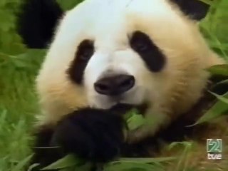 A La sombra de las secuoyas gigantes