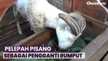 Dampak Kemarau, Peternak Ganti Pakan Domba dengan Pelepah Pisang