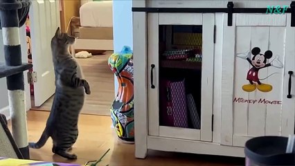 Funniest Cats Videos, The Siliest, Cutest And Funniest Cats 22