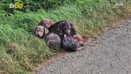 These Puppies Were Rescued Off the Side of the Road
