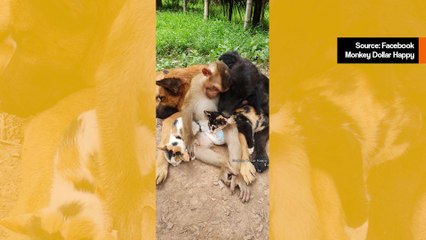 Söpö video: koirat, kissat ja apina nukkuvat syleillen