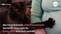 Schwarze Katze verfolgt ständig eine Frau: Beim Tierarzt haut es sie aus den Socken!