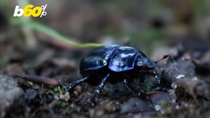 The Average Homeowner Encounters Bugs 5 Times A Week!